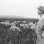 Flock av får