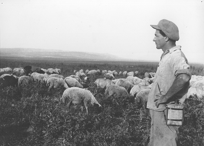 Flock av får