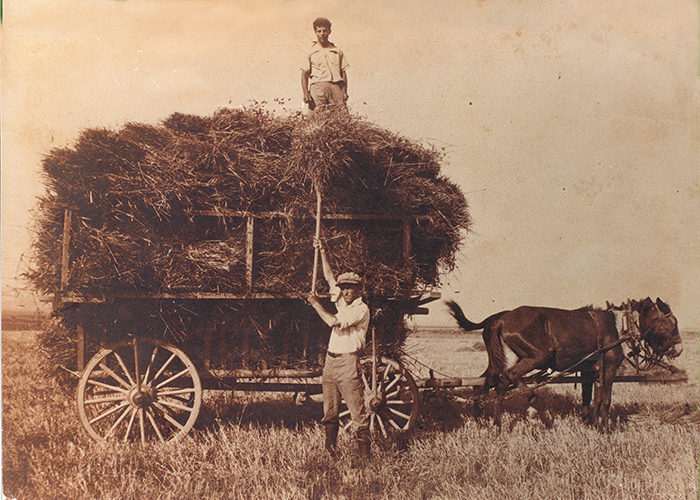 Hay Ensilage