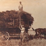 Hay Ensilage