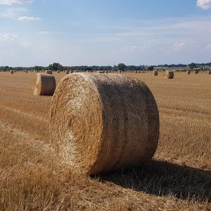Rundbalsnät